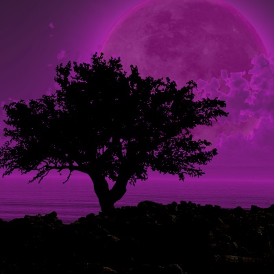 Mulberry tree under purple moon.